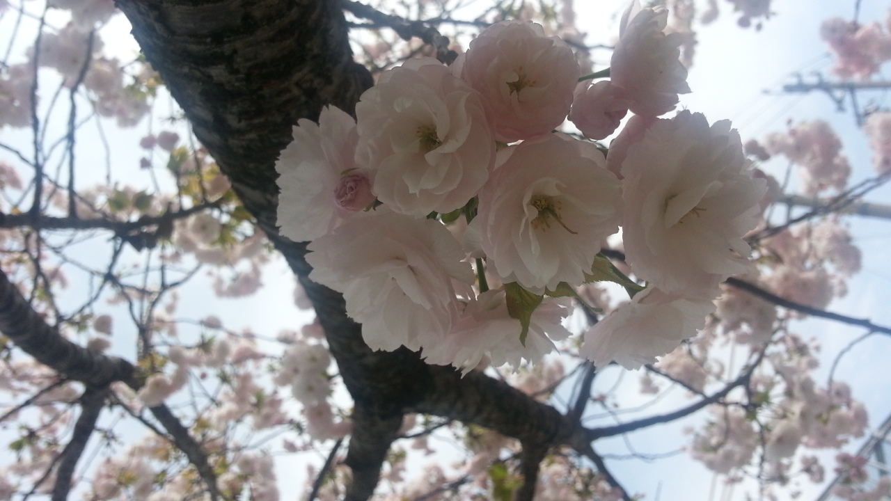 20150409_103357.jpg image