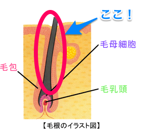affect,アフェクト、桑本、くわも